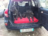 cuccioli di cane corso nero